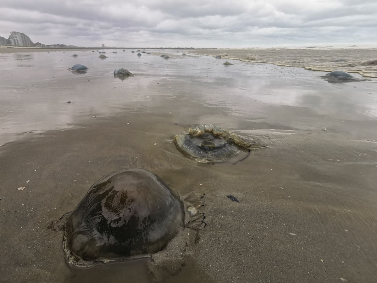 Les plages de la côte ouest sont jonchées de méduses “Rhizostome”.