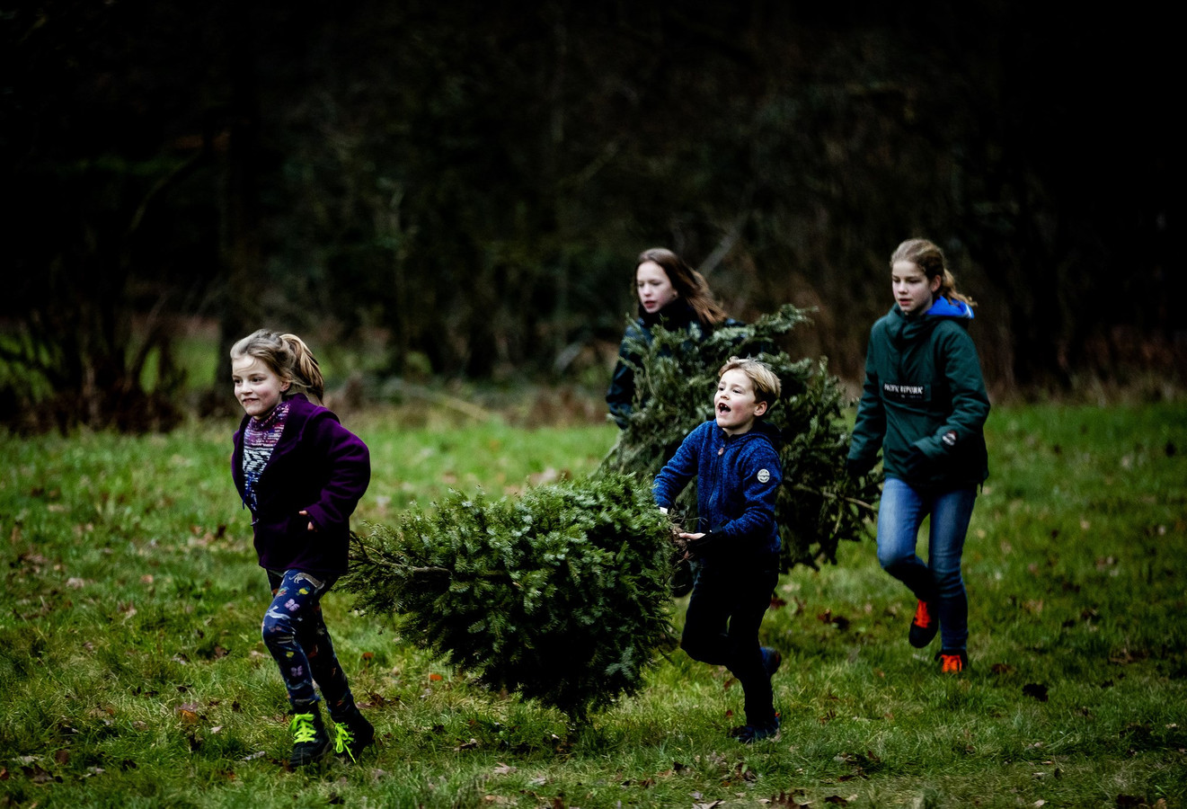 Kerstboom inleveren in Schiedam hier moet je zijn Foto pzc.nl
