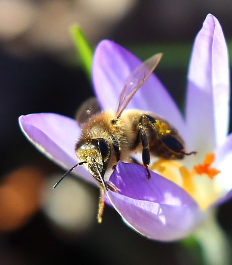 La durée de vie des abeilles divisée par deux en seulement 50 ans