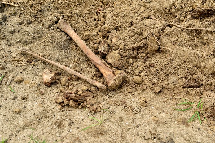 Uit een berg zand langs een pad op begraafplaats IJsselhof steken botten. Waarschijnlijk zijn het resten uit een geruimd graf.