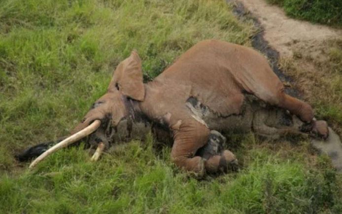 De slagtanden van Satao II wogen elk ruim 50 kilo. Wereldwijd zijn nog maar 25 zogenaamde 'tuskers' of reuzenolifanten, wier slagtanden bijna over de grond slepen, in leven.