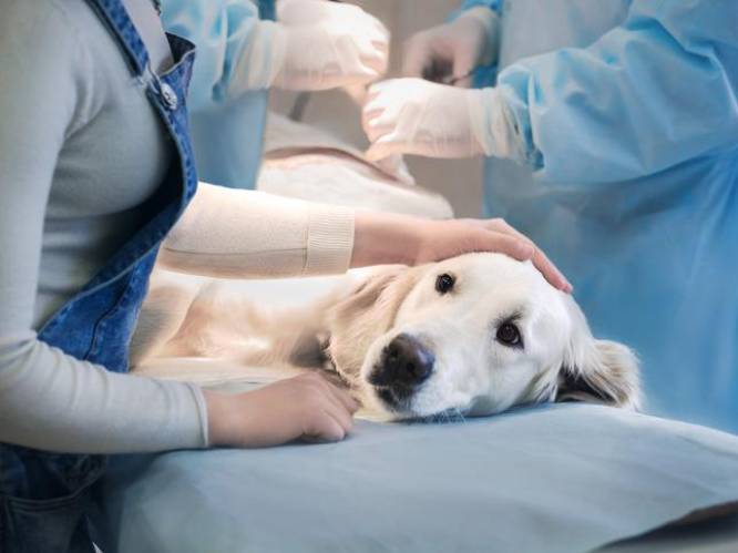 "Wrede" experimenten op honden verliezen subsidies, maar proeven gaan door