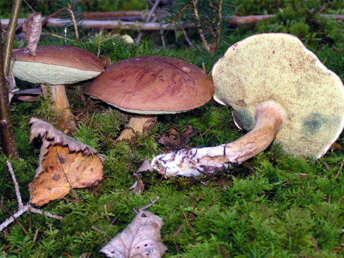 De kastanjeboleet is een beschermde paddenstoelensoort in België.