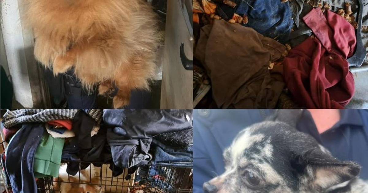 Politie haalt tien hondjes uit ernstig vervuilde woning in Oud-Charlois