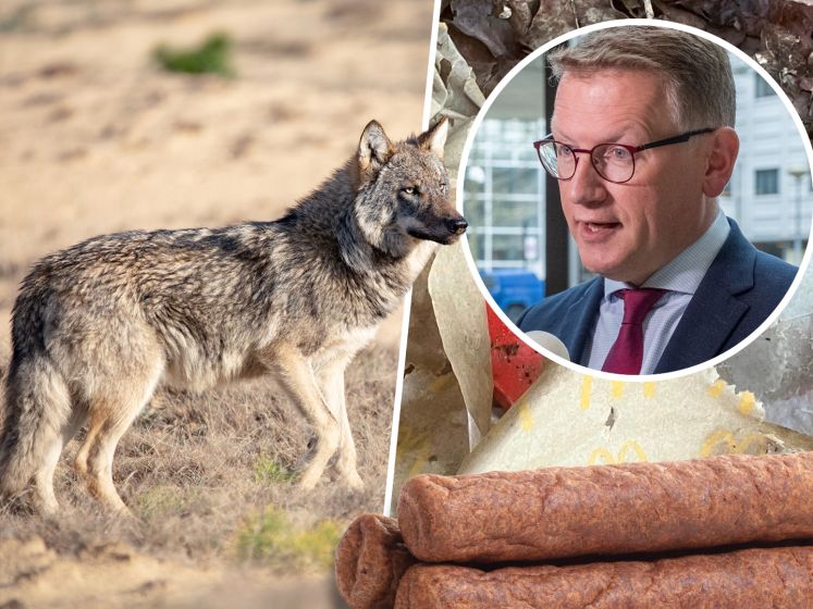 ‘Laat de wolf met rust’: provincie Gelderland waarschuwt na vondst frikandellen