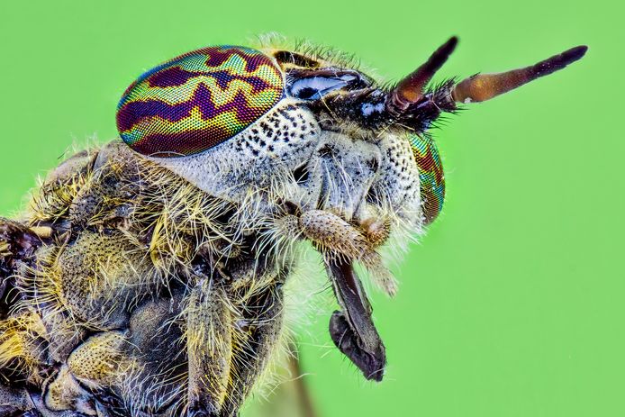 “Hij heeft geen angel, maar een snuit gevuld met mesjes”: de beet van ...