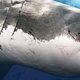Sharkwise