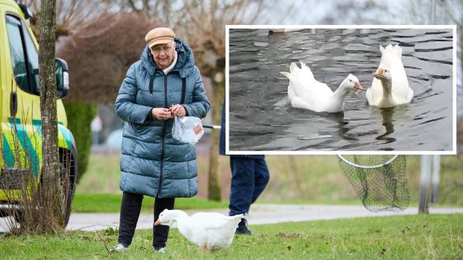 Ontroerende beelden: ganzenechtpaar uit Hardenberg herenigd in ‘paradijs’ in Drenthe