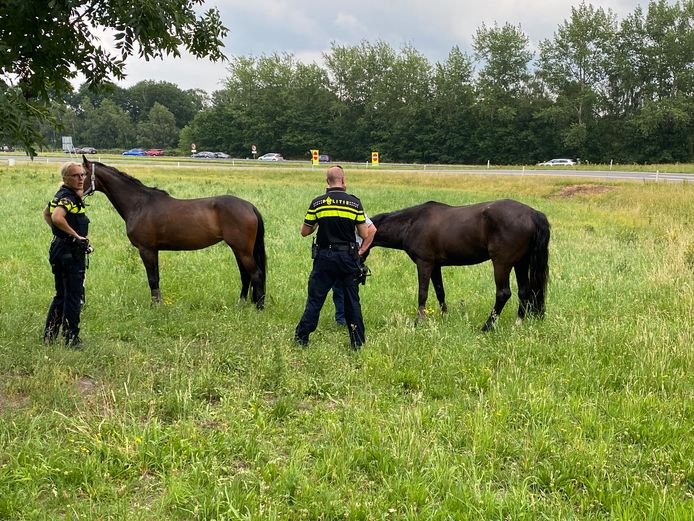 De paarden werden tot de komst van de dierenarts even vastgehouden door de toegesnelde agenten.