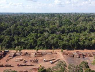 Recordoppervlakte Amazonewoud ontbost tijdens eerste helft van het jaar