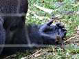 VIDEO. Gorilla maakt onwaarschijnlijk vriendje… ter grootte van zijn vinger