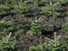 Verkoop kerstbomen moet na 44 jaar stoppen