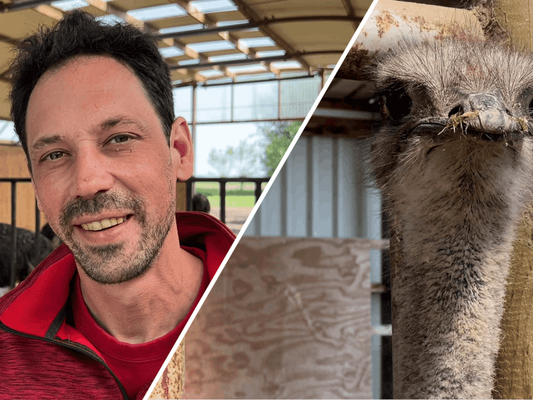 Struisvogels spotten bij 'leukste uitje van Zeeland'