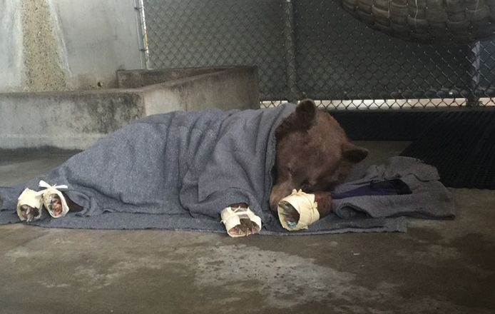 California Department of Fish and Wildlife