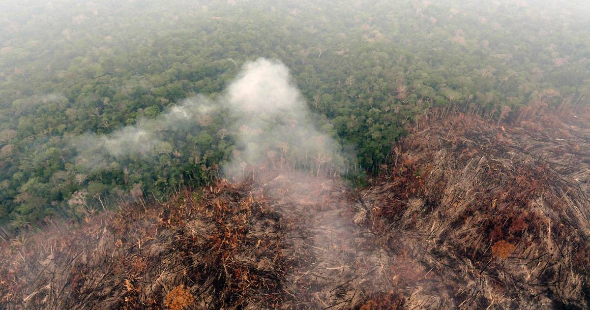WWF: “Amazonewoud brandt meer dan ooit, EU is mee verantwoordelijk ...