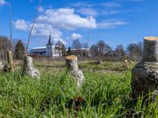 Dertien appelbomen in Eldens laatste bongerd ontsnapten aan de kettingzaag en krijgen nieuwe plek 