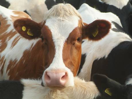 Raad van State: stikstofregeling veehouderij niet in orde