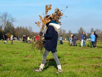 Record verbroken: ruim 750 hectare nieuw bos aangeplant in Vlaanderen