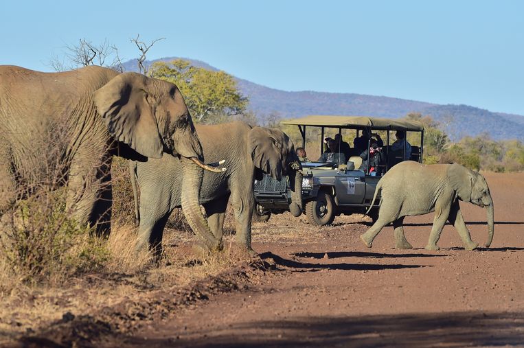 Olifanten in het natuurpark Madikwe. Beeld Flickr/South African Tourism
