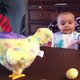 Wegens succes herhaald: baby schrikt van kip die een ei legt