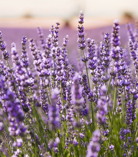 ‘Lavendel is een plant die vaak teleurstelt’