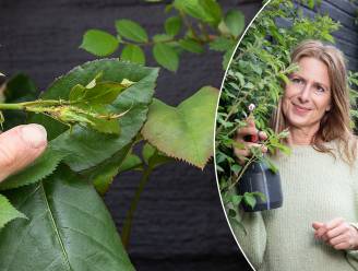 Geef beestjes geen kans: onze tuinexperte toont hoe je natuurlijke anti-insectensprays en plantenvoeding maakt