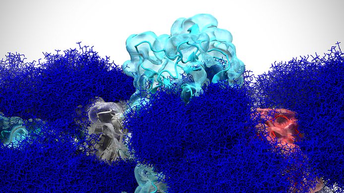 Wetenschappers van de Universiteit van Californië maakten een 3D-model van het coronavirus, waarop de suikerafzetting (donkerblauw) goed te zien is.