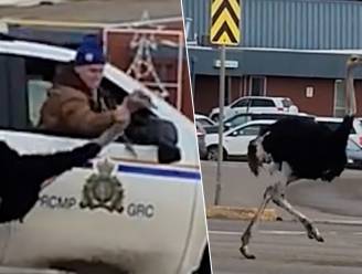 Canadese politie probeert 20 loslopende struisvogels te vangen