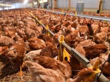 La France projette d'abattre plus d'un million d'animaux supplémentaires à cause de la grippe aviaire
