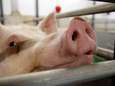 Rechter over varkensbedrijf: procedure Langereijt in Oirschot is correct