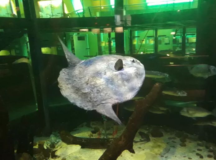 Vorig jaar werd een levende maanvis aangetroffen in de haven van Texel en overgebracht naar het aquarium van Ecomare.