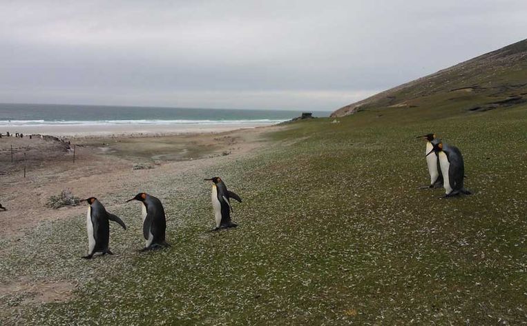 Koningspinguïns op Saunders Island Beeld Peter Lipton
