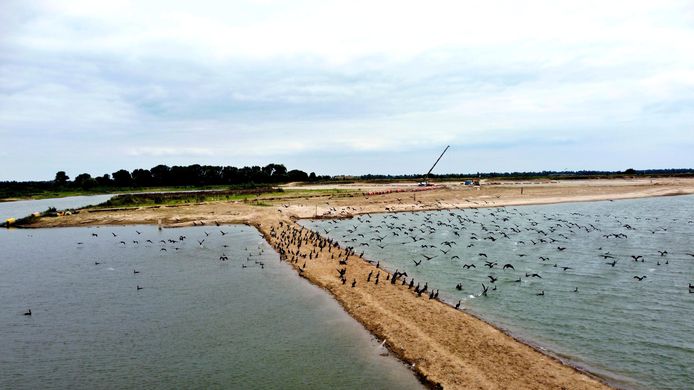 Kolonie aalscholvers in de Millingerwaard