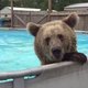 Grizzlybeer zoekt ook verkoeling