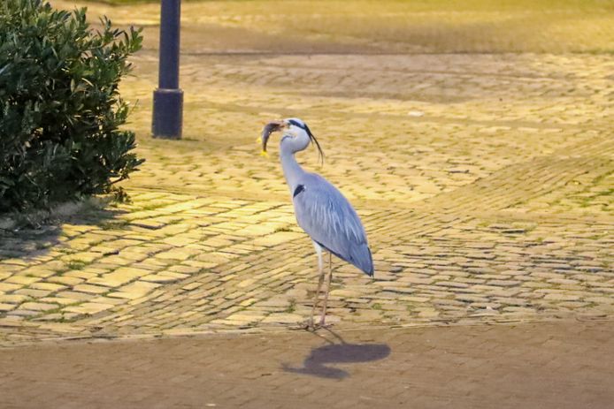 Blauwe reiger verorbert in de Beekstraat in Arnhem een visje dat hij heeft gevangen in de Jansbeek.