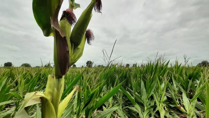 Schade hoogwater aan mais en aardappelen in uiterwaarden Langstraat is groot