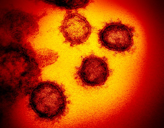 Beeld ter illustratie. Het coronavirus onder de microscoop.