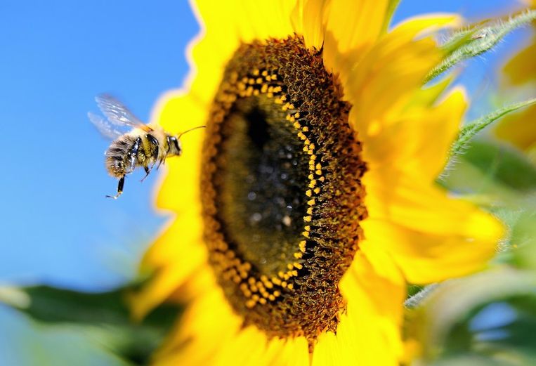 Een hommel bij een zonnebloem. Beeld AFP