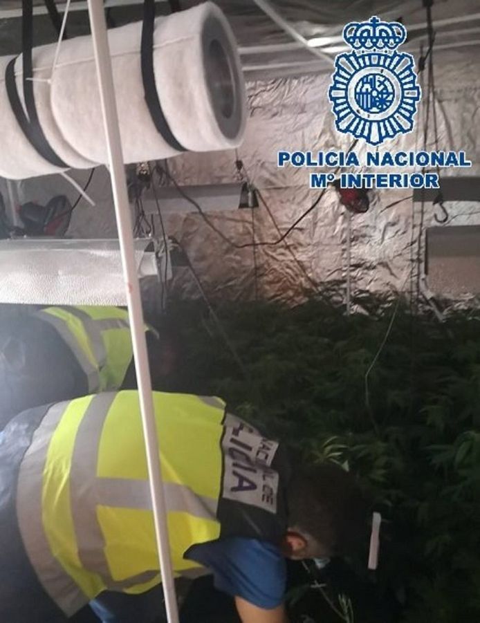 De illegale wietplantage.