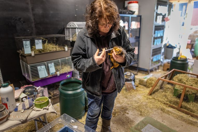 Vrijwilligers verzorgen de dieren.  Beeld Herman Engbers