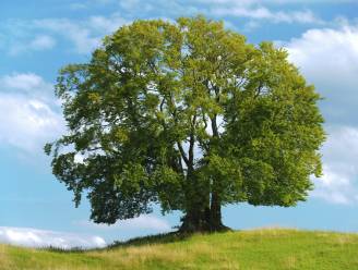 Bioloog over klimaatverandering: “We moeten bomen planten die bestand zijn tegen hitte”