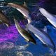 Spectaculaire foto's van stuntende orka's en dolfijnen