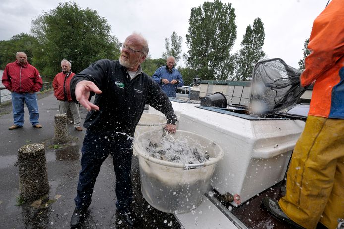 Beeld uit 2011: in de Dollegoorvijver worden 1.200 kruiskarpers uitgezet.