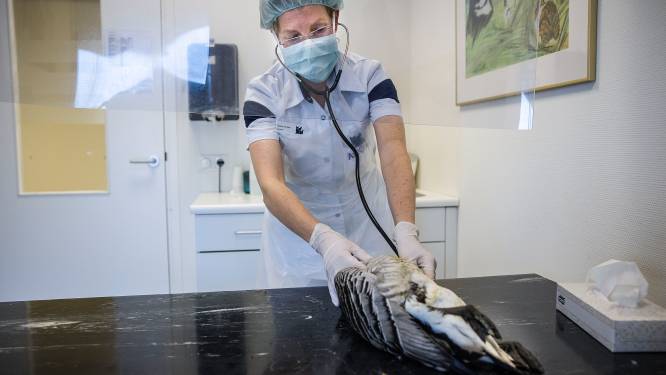 Meer meldingen van dode of zieke vogels: vermoeden van vogelgriep