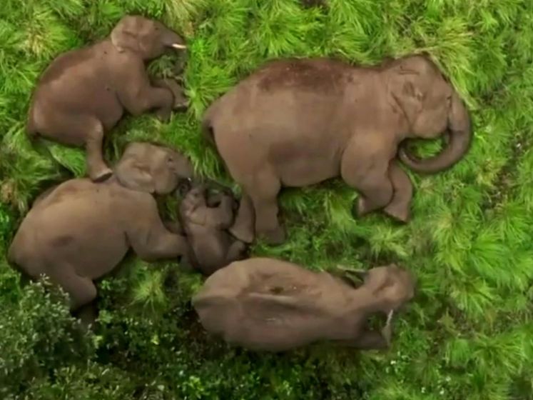 Lepeltje-lepeltje in de jungle: bijzondere beelden tonen slapende olifantenfamilie
