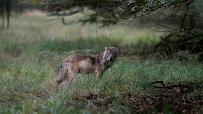 Een wolf die een mens aanvalt? Minister Adema ziet dat op korte termijn niet gebeuren