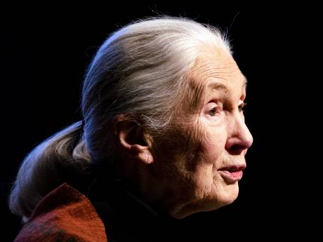 Wie denkt dat icoon Jane Goodall het een jaar vóór haar negentigste rustig aan doet, vergist zich