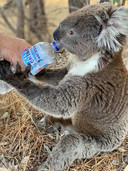 Een koala in Adelaide, Australië, krijgt wat te drinken.