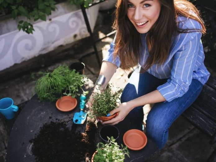Heb je een kleine tuin of alleen een terras of balkon? Dan kan je sla, kerstomaatjes en kruiden kweken in bakken of potten.