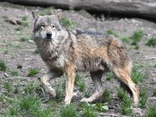 Draagvlak voor wolf duikelt; kwart bevolking neigt leefgebieden te mijden uit angst